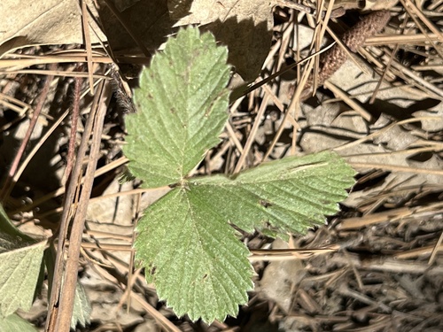 iNaturalist observation photo of woodland strawberry