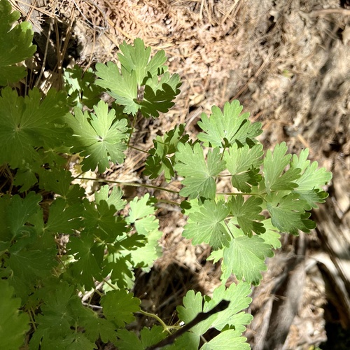 iNaturalist observation photo of western columbine