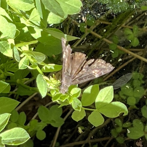 iNaturalist observation photo of Funereal Duskywing
