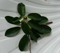 Image of Ficus natalensis
