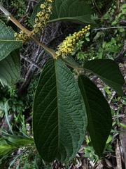 Bunchosia macrophylla image