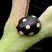 Oenopia sexmaculata - Photo (c) 豆豆, todos los derechos reservados, subido por 豆豆
