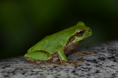 Eastern Japanese Tree Frog