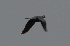 Patagioenas fasciata image