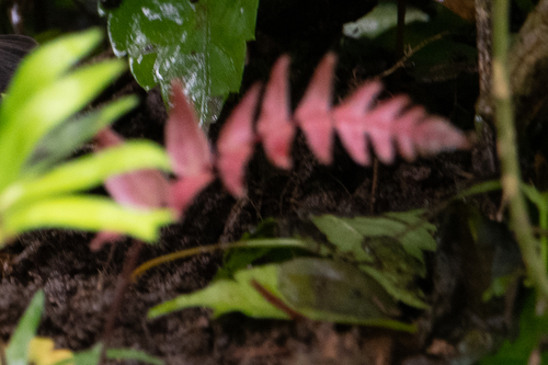 Blechnum occidentale image