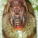 Creiis - Photo (c) Edithvale-Australia Insects and Spiders, todos los derechos reservados, subido por Edithvale-Australia Insects and Spiders