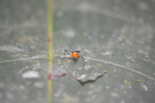Aulacosphodrus cinctipes
