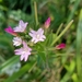 Fringed Willowherb - Photo (c) K D, all rights reserved, uploaded by K D