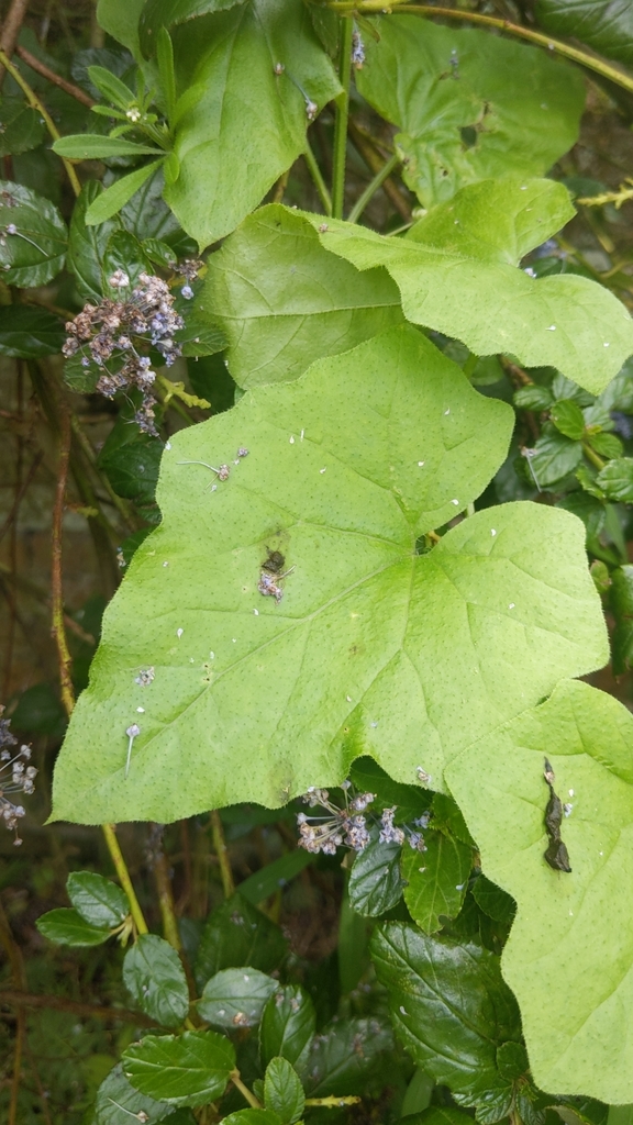 White Bryony from Bylam Farm/Bylam La, Ipswich IP9 1HN, UK on 01 June ...