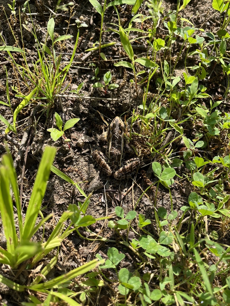 Pickerel Frog from Sharpless Rd, Hockessin, DE, US on June 01, 2022 at 0827 AM by Kater Cheek