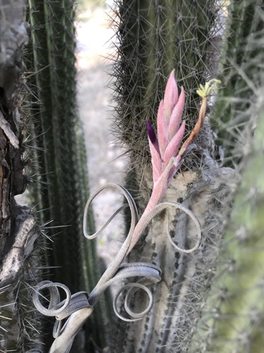Tillandsia intermedia Mez