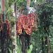 Pinanga coronata - Photo (c) davidsol27, kaikki oikeudet pidätetään