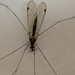 Mosquito Gigante - Photo (c) corvuscorvus, todos os direitos reservados, uploaded by corvuscorvus