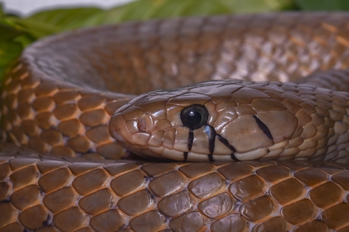 Central American Indigo Snake