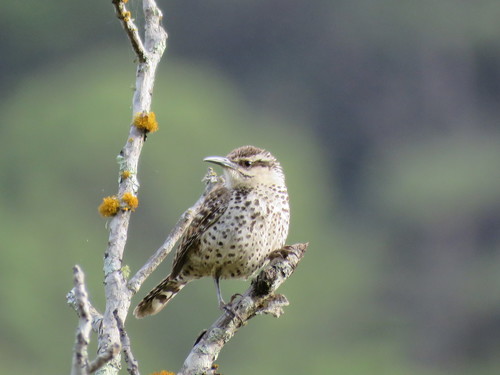 Boucard's Wren