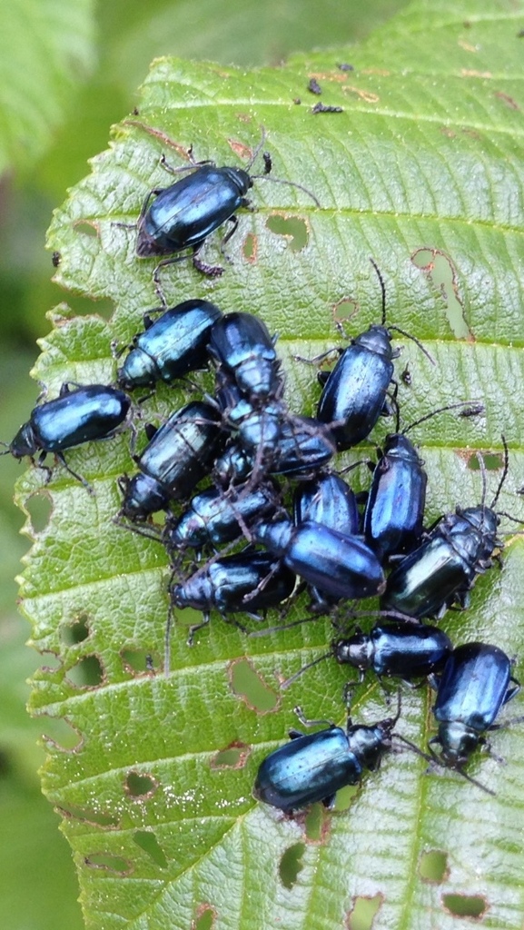 Fern Beetle