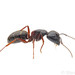Camponotus herculeanus - Photo (c) Steven Wang, כל הזכויות שמורות, הועלה על ידי Steven Wang