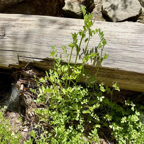 iNaturalist observation photo of streambank bird's-foot trefoil