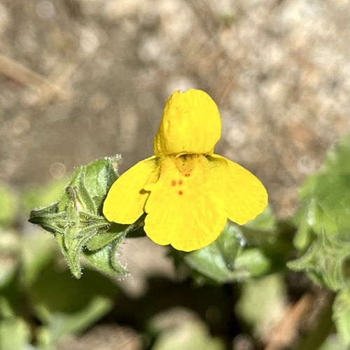 iNaturalist observation photo of seep monkeyflower