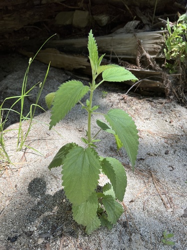 iNaturalist observation photo of slender stinging nettle