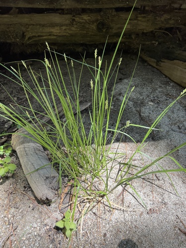 iNaturalist observation photo of true sedges