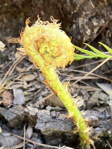 iNaturalist observation photo of giant chain fern