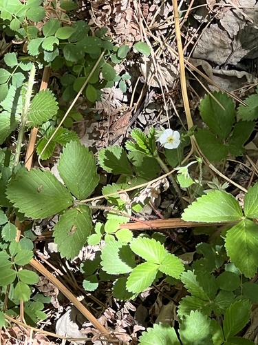 iNaturalist observation photo of woodland strawberry
