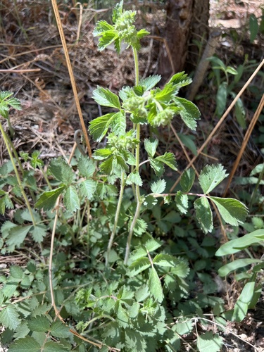 iNaturalist observation photo of California Wild Rose
