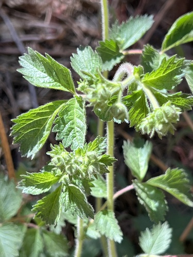 iNaturalist observation photo of strawberries, cinquefoils, and allies