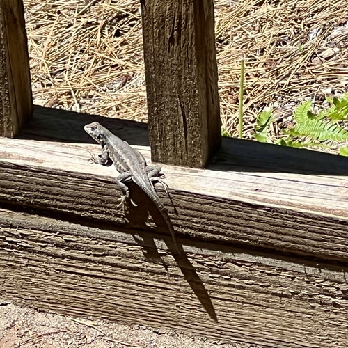iNaturalist observation photo of Southern Sagebrush Lizard