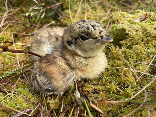 Western Capercaillie