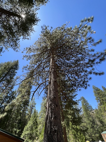 iNaturalist observation photo of Jeffrey pine