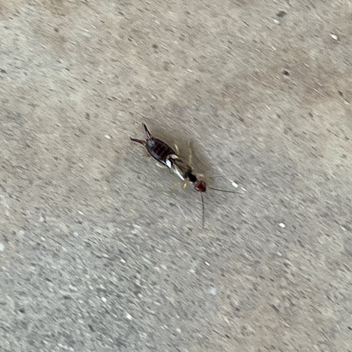 iNaturalist observation photo of European Earwig Complex