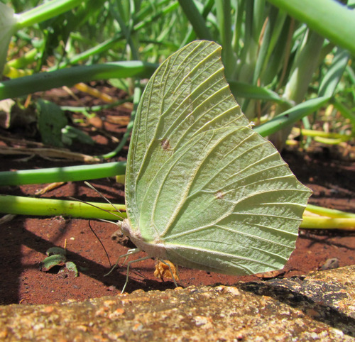 White Angled-Sulphur