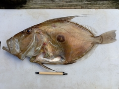John dory