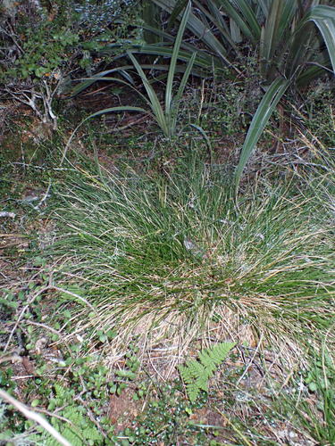 Hamlin's Bastard Grass (Carex hamlinii)