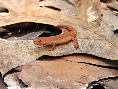 Striped Newt