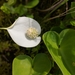 Marsh Calla - Photo (c) Daniel Shaw, all rights reserved, uploaded by Daniel Shaw