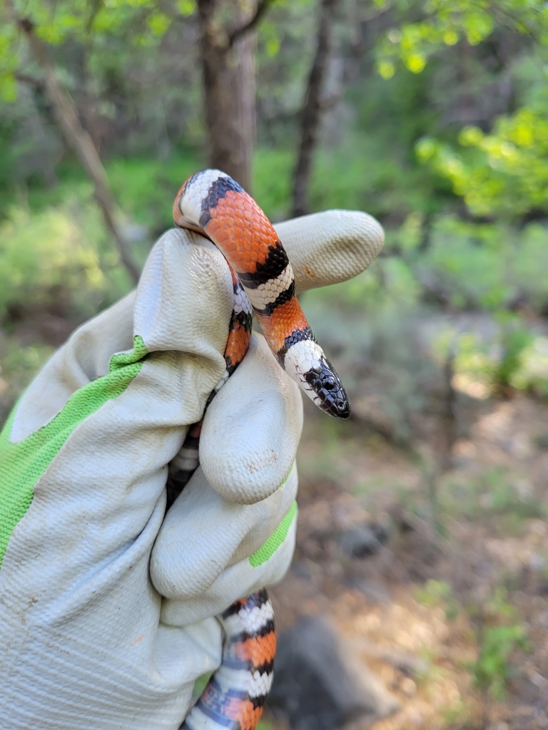 California Mountain Kingsnake In May 2022 By Elizabeth Ramsey INaturalist   Large 