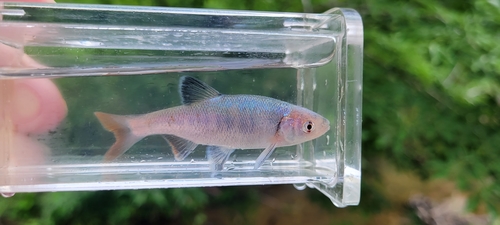 Redfin Shiner