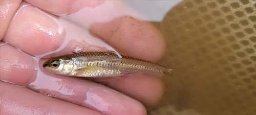 Blacknose Shiner