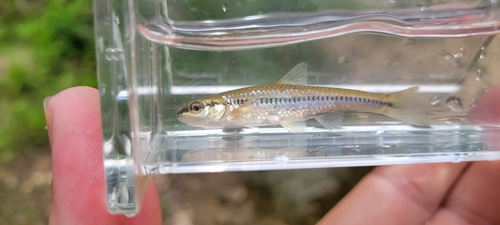 Blacknose Shiner