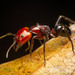 Camponotus gilviceps - Photo (c) honeyroll_ahmad_sah, all rights reserved, uploaded by honeyroll_ahmad_sah