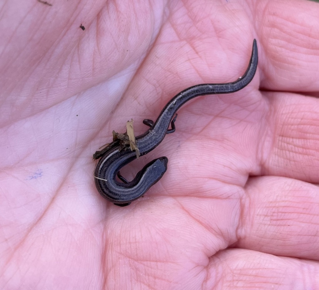 Hemiergis talbingoensis talbingoensis from Indigo Shire, Wooragee, VIC ...