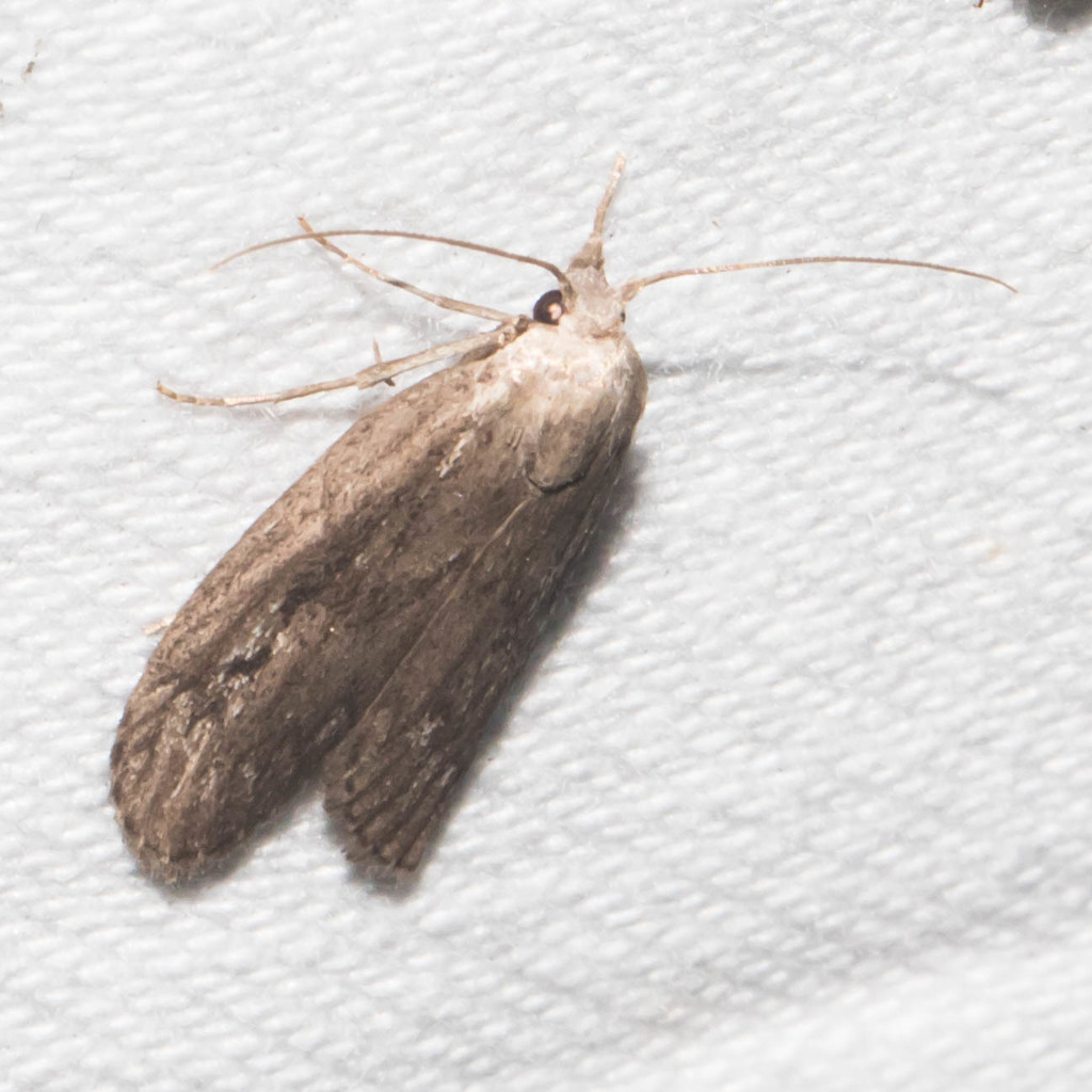 Terrenella Bee Moth from Garrett, Maryland, United States on June 16 ...