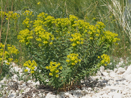 Euphorbia pannonica