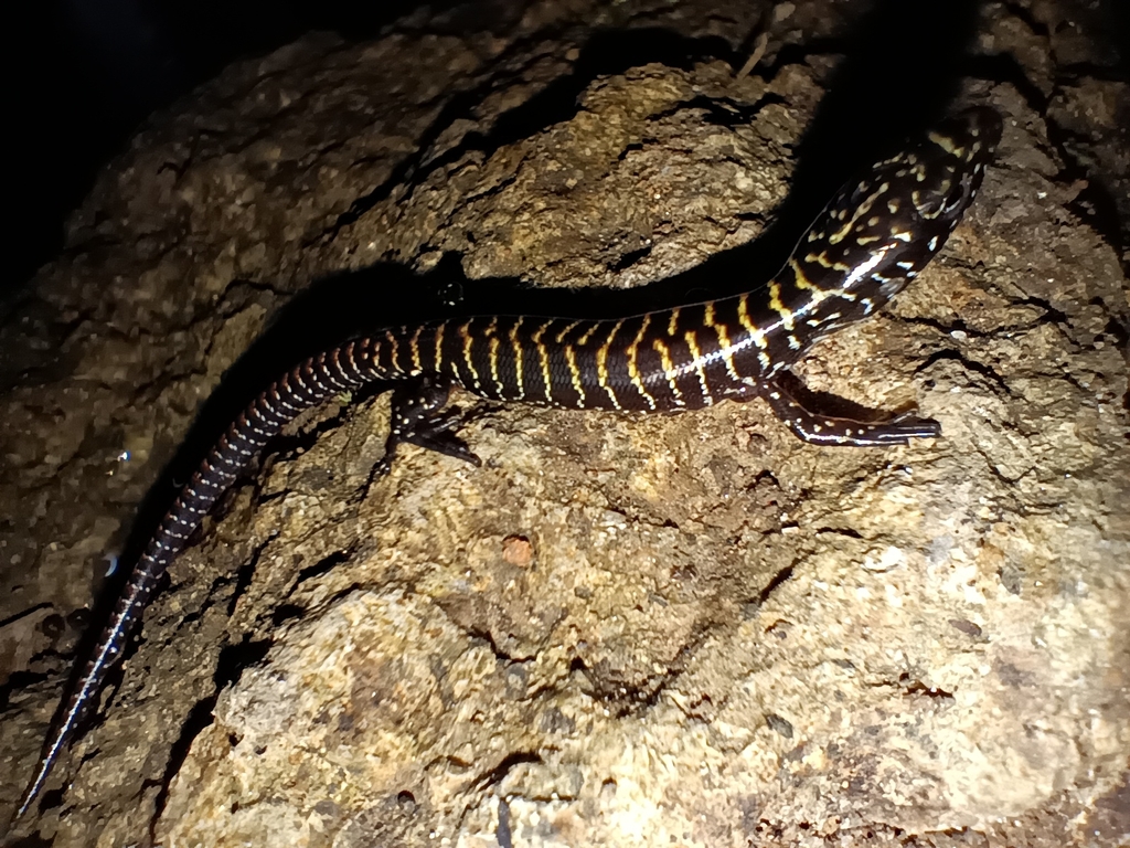 Banded Sphenomorphus from Kidapawan City on June 02, 2022 at 0437 PM