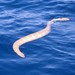 Serpiente de Mar de Shaw - Photo (c) Rachelle Brown, todos los derechos reservados, subido por Rachelle Brown