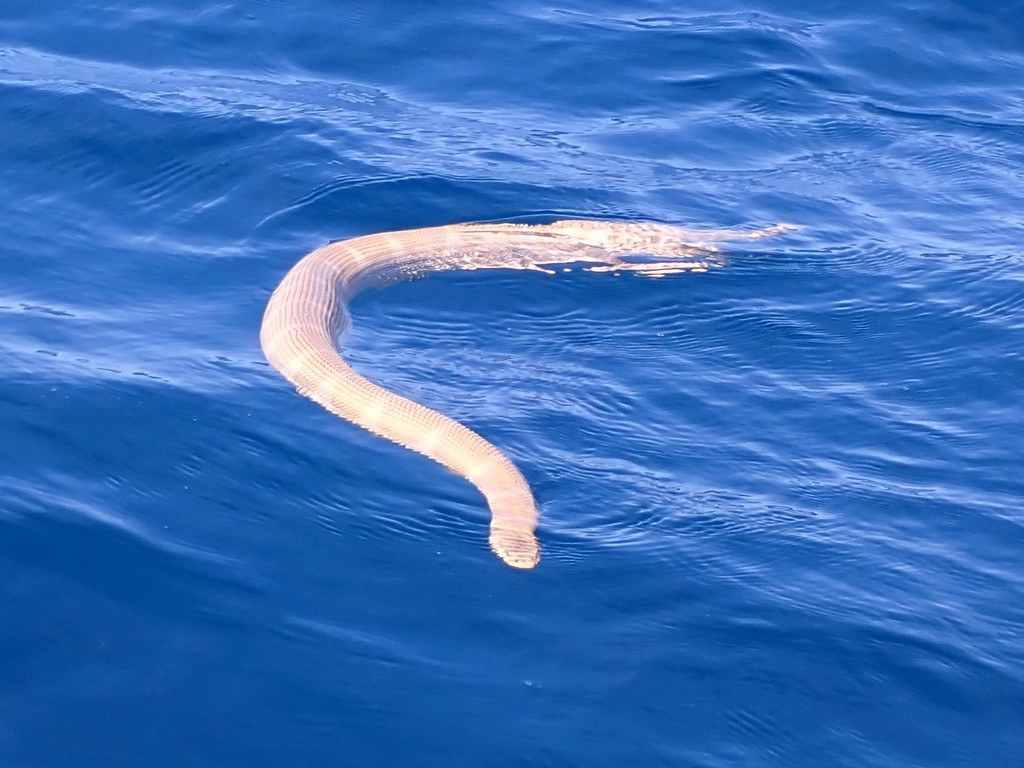 Shaw s Sea Snake From Hopkinson Reef QLD Australia On June 1 2022 At shaw-s-sea-snake-from-hopkinson-reef-qld-australia-on-june-1-2022-at