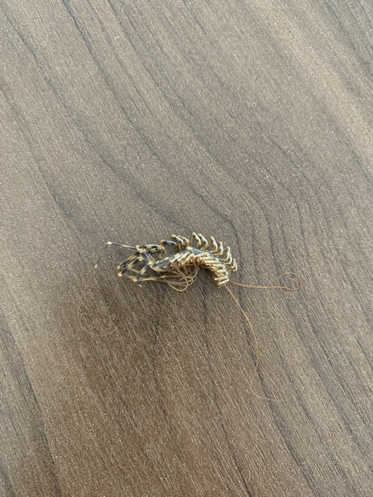 House Centipede from Queen St, Fredericton, NB, CA on June 2, 2022 at ...